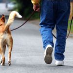 Правила выгула собак в городе (по закону)