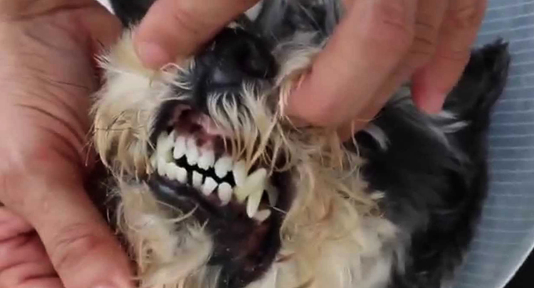 Зубы шатаются у собаки