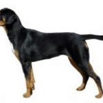Трансильванская гончая собака: описание и характеристика, характер, уход, фото