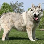 Американская индейская собака: описание породы, характер, уход (с фото)