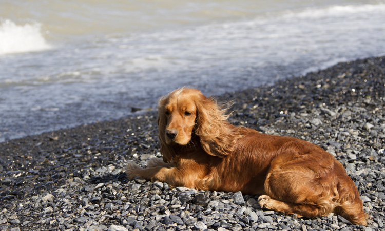 Собачка на пляже