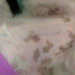 Черные пятна на коже у собаки: причины и лечение