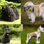 Гипоаллергенные породы собак: названия, описание и фотографии