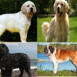 ТОП-10 самых добрых пород собак в мире