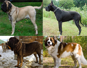 Самые большие в мире породы собак