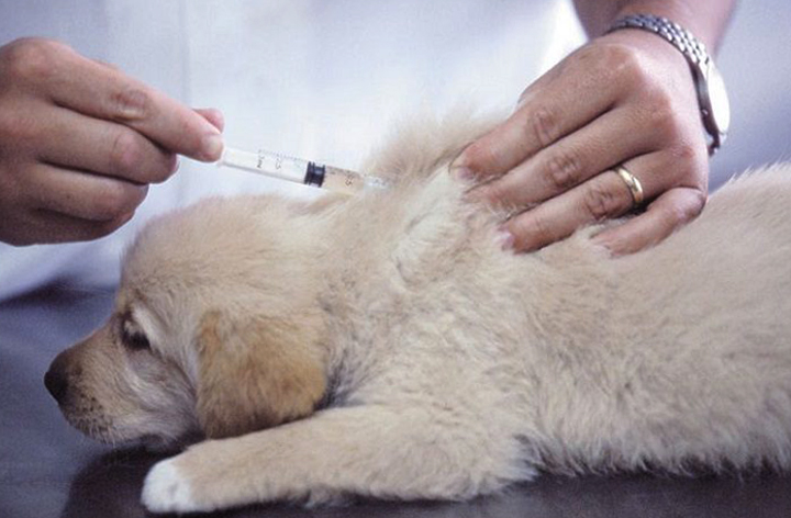 Вакцинация щенка