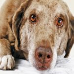 Восстановление и реабилитация собаки после пироплазмоза