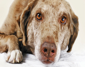 Восстановление и реабилитация собаки после пироплазмоза